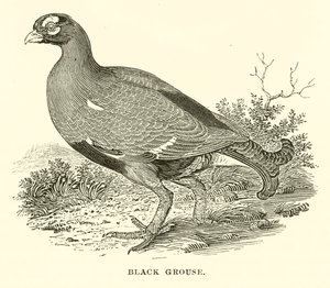 orre (gravyr) av English School