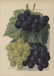 Black Hamburgh, Buckland Sweetwater, Black Alicante av English School