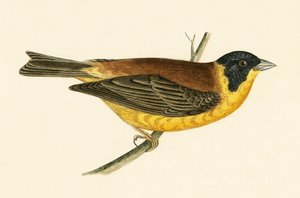 Black Headed Bunting, kielelezo kutoka 
