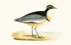 Black Headed Plover, illustration från "A History of the Birds of Europe Not Observed in the British Isles" av Charles Robert Bree (1811-86), publicerad 1867