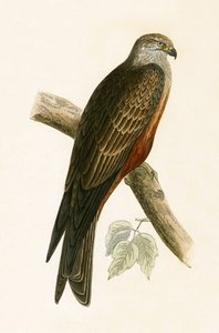 Black Kite, illustration från "A History of the Birds of Europe Not Observed in the British Isles" av Charles Robert Bree (1811-86), publicerad 1867 av English School