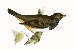 Black Throated Thrush, illustration från "A History of the Birds of Europe Not Observed in the British Isles" av Charles Robert Bree (1811-86), publicerad 1867