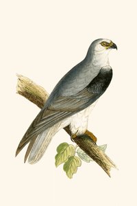 Black Winged Kite, illustration från "A History of the Birds of Europe Not Observed in the British Isles" av Charles Robert Bree (1811-86), publicerad 1867 av English School