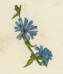 Blå suckori, Cichorium Intybus (färglitografi) av English School
