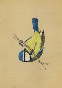 Blåmes (färg litho) av English School