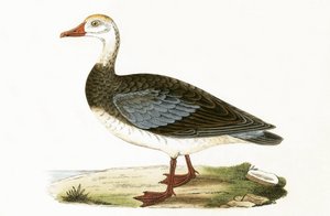 Blue Winged Goose, illustration från "A History of the Birds of Europe Not Observed in the British Isles" av Charles Robert Bree (1811-86), publicerad 1867