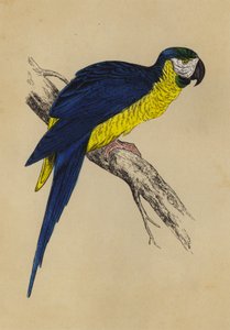 Blå och gul ara (färg litho) av English School