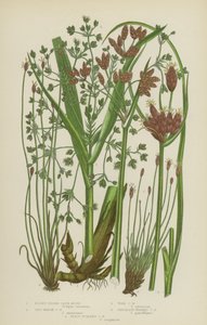 Stumbladig knölsmörblomma, saltstänkt knölsmörblomma, skogsknölsmörblomma, chokladhuvad knölsmörblomma, fjällig stänkt knölsmörblomma (färglitografi) av English School