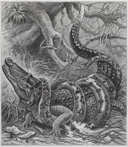 Boa och krokodil (gravyr) av English School
