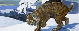 Bobcat av English School