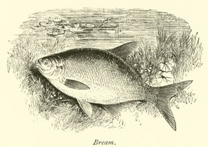 Braxen av English School