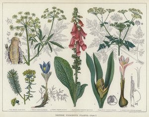 Brittiska giftiga växter (färg litho) av English School