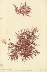 British Sea-Weed (naturtryckt) av English School