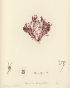 British Sea-Weed (naturtryckt) av English School