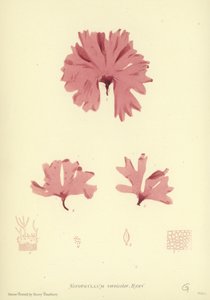 British Sea-Weed (naturtryckt) av English School
