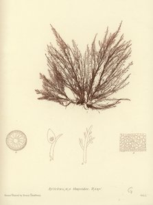 British Sea-Weed (naturtryckt) av English School