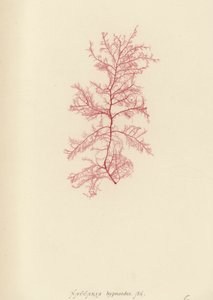 British Sea-Weed (naturtryckt) av English School