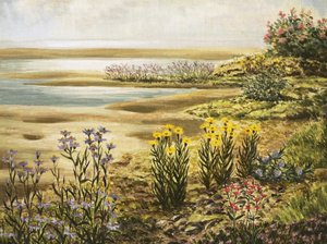 Brittiska blommor på salta gräsmarker av English School