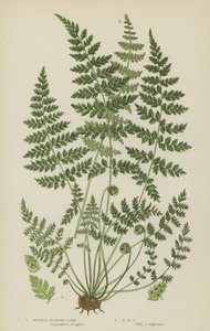 Brittle Bladder Fern (färg litho) av English School