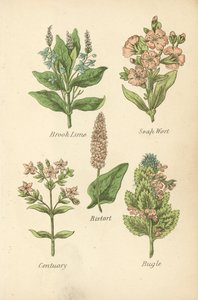 Brook Lime, Soap Wort, Bistort, Centuary, Bugle (färglitografi) av English School