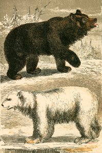 Brunbjörn och isbjörn av English School