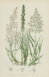 Brown Bent Grass, Bristle-Leaved Bent Grass, Fine Bent Grass (färglitografi) av English School