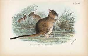 Borstsvansad råtta-känguru av English School