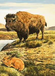 Buffel av English School