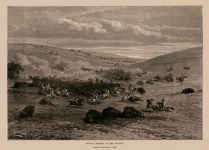 Buffeljakt på prärien (gravyr) av English School