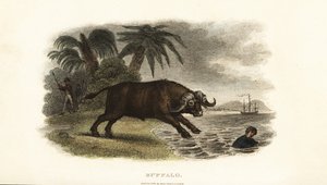 Bufflar jagar pojkar i havet på ön Poulo Condor (Con Son, Vietnam) av English School