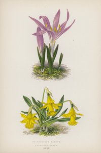 Bulbocodium Vernum; Narcissus Minor (färglitografi) av English School