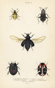 Begravningsbagge, Nicrophorus humator 1, kadaver, Necrodes littoralis 2, Dendroxena quadrimaculata 3, mattbagge, Anthrenus scrophulariae 4 och Hister quadrimaculatus var av English School