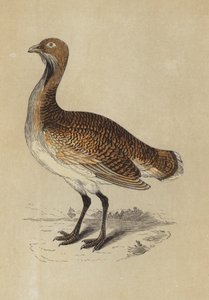 Bustard (färglitografi) av English School