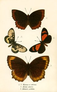 Fjärilar av English School