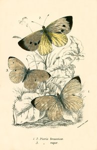 Fjärilar av English School