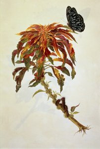 Fjäril & larver på en stor blommande växt av English School