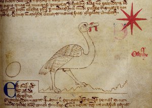 CCA-LitMs/D/10 fol. 16r struts, från Bestiary av English School
