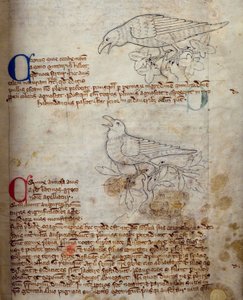 CCA-LitMs/D/10 fol. 20r Raven and Crow, från Bestiary av English School