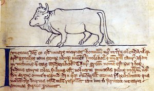 CCA-LitMs/D/10 fol. 9r Bullock, från Bestiary av English School