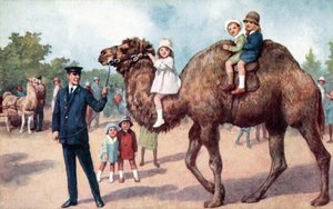 Kamel som bär barn, London Zoo (färg litho) av English School