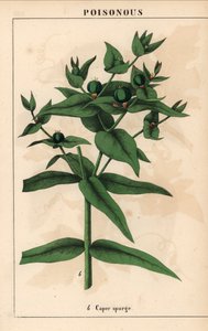 Kaprisspurge med gröna frön, Euphorbia lathyris   , från "The Instructive Picturebook, or Lessons from the Vegetable World," [Charlotte Mary Yonge], Edinburgh av English School