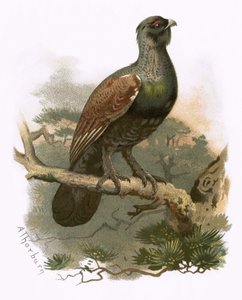 Tjäder