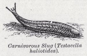 Köttätande snigel, Testacella haliotidea (litho) av English School