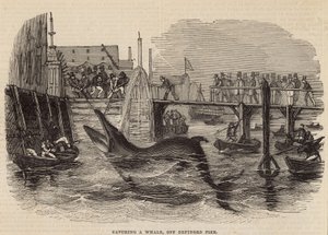 Fånga en val utanför Deptford Pier av English School