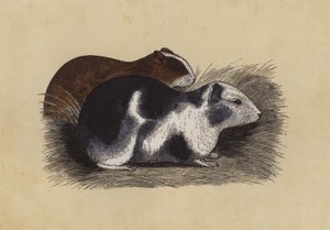 Cavy (färglitografi) av English School