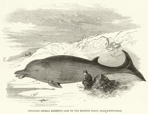 Cetacean Animal nyligen gjutit på Kentish Coast, nära Whitstable (gravyr) av English School