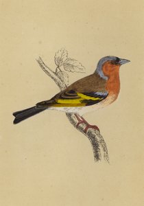 Bofink (färg litho) av English School