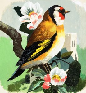 Bofink (gouache på papper) av English School