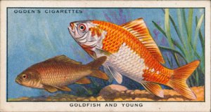 Farbwechsel bei jungen und erwachsenen Fischen, Goldfisch und Jungfische von English School