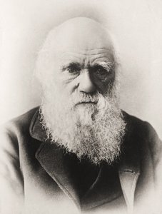Charles Darwin av English School